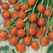 Grow In US 350 Parisian Carrot Seeds  Non Gmo Fresh - £6.52 GBP