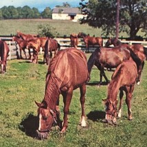 Kentucky Blue Grass Vintage Postcard Horse Equestrian Springtime Pasture... - £12.84 GBP