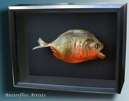 Piranha Pygocentrus nattereri Red Bellied Razor Teeth Framed Taxidermy S... - $2,404.45 MXN