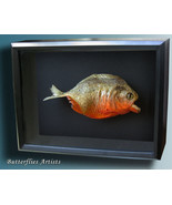 Piranha Pygocentrus nattereri Red Bellied Razor Teeth Framed Taxidermy S... - $128.99