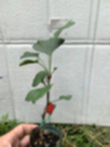 Female ginkgo, live grafted plant, 1 year old graft size. - £28.11 GBP