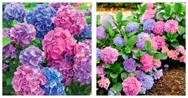 Starter Plant L.A. Dreamin Hydrangea Pink,Purple &amp; Blue Blooms At The Same Time - £41.68 GBP