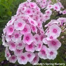 1.phlox FLAME PRO BABY DOLL 2.5&quot; pot  Live Potted Plant for Home Garden - $28.00