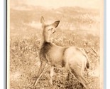RPPC Deer Running Through Meadow UNP Postcard H26 - $2.92