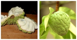 LIVE PLANT Sugar apple (Annona squamosa) Live Tropical Fruit Tree 10”-20” - £66.83 GBP