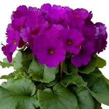 50 Primrose Primula Obconica Original Violet Flower Seeds - $24.85