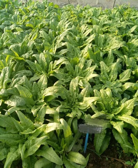 SYST 400 Seeds Organic Celtuce Non Gmo Heirloom Seed Catalog Home Garden - $9.85