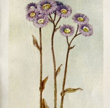 1905 Robin&#39;s Plantain Flower Print Watercolor Lithograph Antique Art 6.75x3.75&quot; - £24.29 GBP