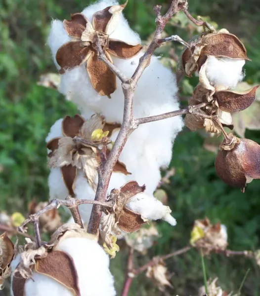 Top Seller 25 White Cotton Gossypium Hirsutum Plant Seeds - $14.60