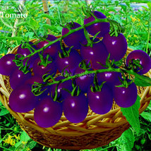 New Hybrid Purple Pearl Cherry Tomato Seeds 100 Seeds Simple pack Tasty Sweet Fr - £5.51 GBP