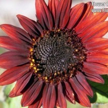 25 Red Velvet Queen Sunflower Helianthus Annuus Flower Seeds Fast Ship Fresh USA - $14.45