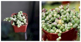 2&quot; Variegated String of Pearls Houseplant  - £24.28 GBP