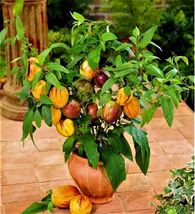 20 Bonsai Tiger Melon Seeds Organic Mini Delicious Fruit Dwarf Planter F... - £7.84 GBP