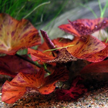 Live Aquarium Plants Red Tiger Lotus Bulb Only Nymphaea Zenkeri - £15.65 GBP