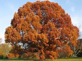 White Oak Tree qt pot (Quercus alba) - £7.82 GBP