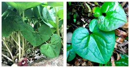 5 Heart Shape Ginger Little Brown Jug Evergreen Asarum Virginicum - £29.77 GBP