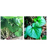 5 Heart Shape Ginger Little Brown Jug Evergreen Asarum Virginicum - £29.91 GBP