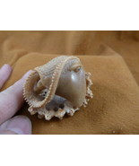(tb-sti-2) little tan Stingray Tagua NUT palm figurine Bali carving stin... - $732.90 MXN