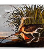 1979 Long Billed Curlew Color Plate Print Audubon Birds Of America Art F15K - $41.60 CAD