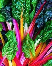 Fresh Seeds Bright Lights Swiss Chard 25 Seeds Great Taste - £16.89 GBP