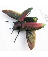 Metallic Jewel Euchroma Gigantea Real Flying Beetle Framed Entomology Sh... - €62,72 EUR