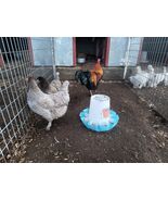 Black and Blue French Copper Maran Show Qaulity hatching eggs - $49.50