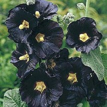 USA SELLER 50 Black Hollyhock Alcea Rosea Perennial Flower Seeds - £14.83 GBP