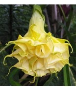 10 Triple Yellow Angel Trumpet Seeds Flowers Seed Flower Brugmansia Datu... - $9.78