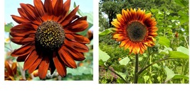 500 Sunflower Seeds - Velvet Queen Big Blooms - FREE SHIPPING - £34.44 GBP