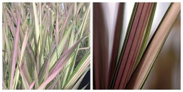 New 1 Live Plant Strawberries n Cream Pink Ribbon Grass 4&#39; Feet Tall - $37.99