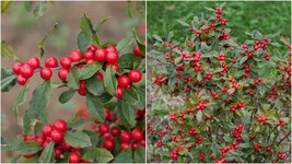 4&quot; Pot Ilex verticillata Live Plant Winterberry Little Goblin Red Proven... - $59.99
