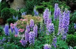 Different Types of Delphinium Perennial Flowers, 100 Seeds, big blooms b... - $10.38