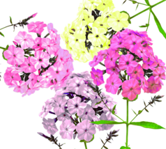 100 Pastel Phlox Drummondi Flower Seeds - Mix of Pink, Salmon, Yellow, R... - £4.56 GBP