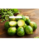 Long Island Brussels Sprouts Seeds - NON-GMO - Vegetable Seeds - BOGO - £0.74 GBP