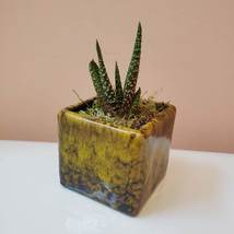 Live Succulent in Planter, Yellow Black Ceramic Pot with Gasteria Carinata
