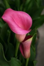 Zantedeschia Rehmannii PINK Calla Lily (1) .5-2” Flower Plant Bulb PERRENIAL - £29.22 GBP