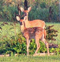 Young Pair of Fawns - 8x10 Unframed Photograph - $323.54 MXN