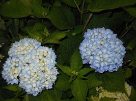 2 Nikko Blue Hydrangea plants image 6