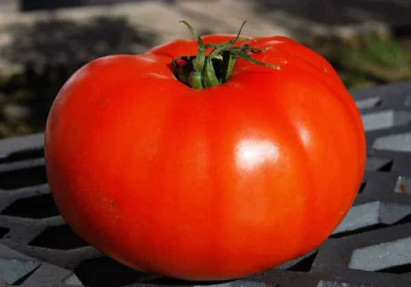 50+ Seeds Holland Tomato Juicy Vegetable Easy Growing Tomatoe Garden - $7.32