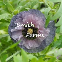 200 Seeds Amazing Grey Poppy Flowers Plants Garden Planting From US - £7.92 GBP