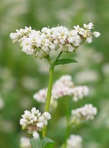 200 Buckwheat Fagopyrum Esculentum Grain Cover Crop Ground Cover Flower Seeds Fr - $8.35