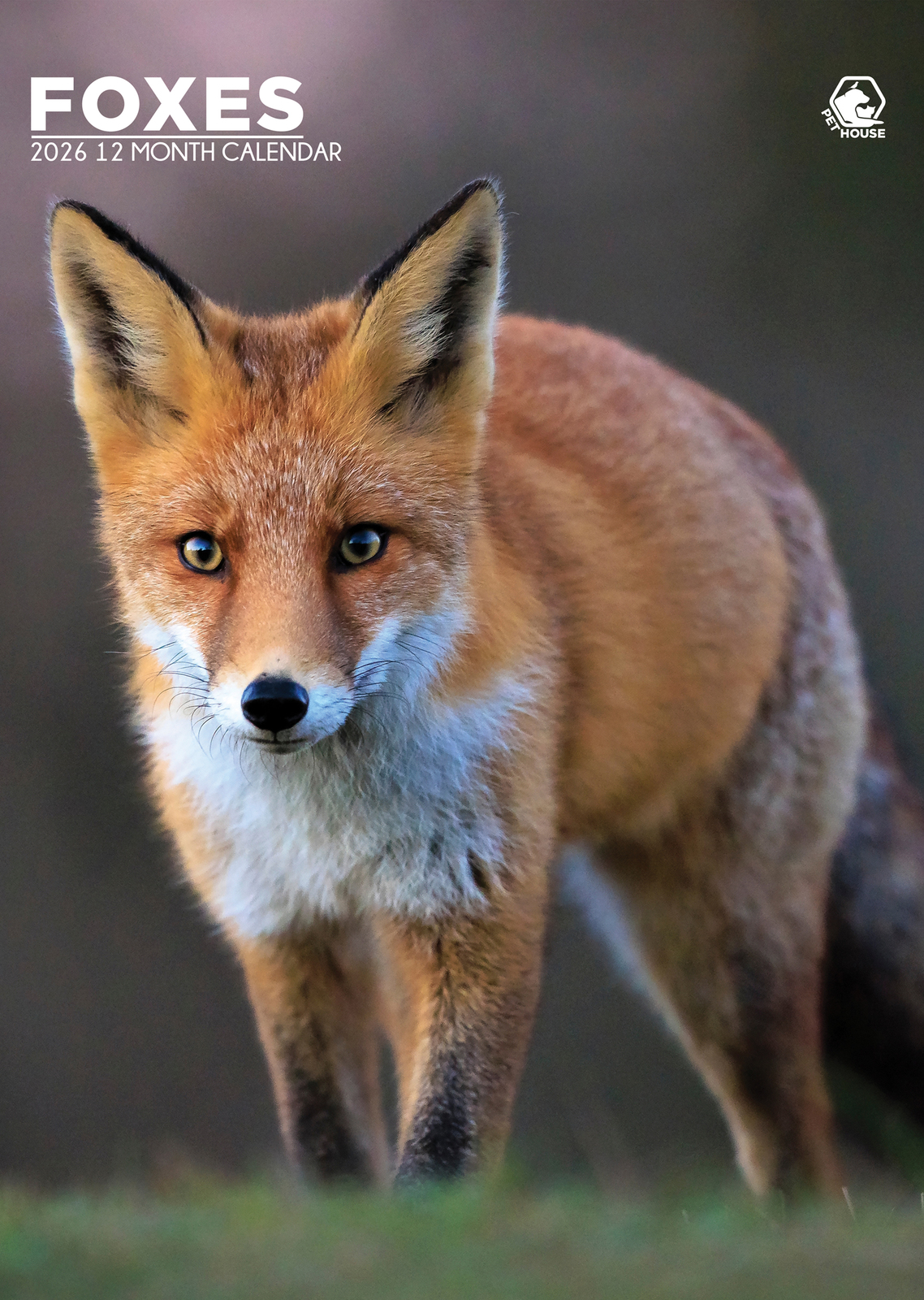 Foxes Calendar 2026 - $19.99