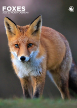 Foxes Calendar 2026 - $384.87 MXN
