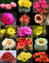 FLOWERING CACTUS MIX !! rare garden cacti exotic desert succulent seed  50 seeds - £7.23 GBP