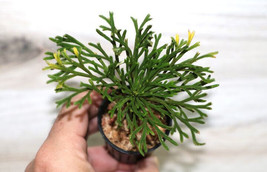 SELAGINELLA TAMARISCINA DWARF COMPANION PLANT POTTED - £21.50 GBP