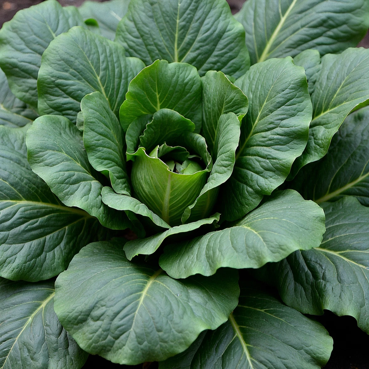Spinach Seeds, Bloomsdale Heirloom, Non-GMO, Organic, Cold Hardy, - $2.54