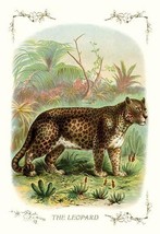 The Leopard - Art Print - £17.57 GBP+