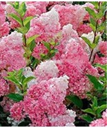 SL 20Pcs Champagne Hydrangea Seeds - SL Pink Flowers - $7.49 CAD