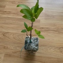 2 Northern Spicebush - 12-18" Tall Live Plants, 4" Pots - Lindera benzoin - H0 - $113.99