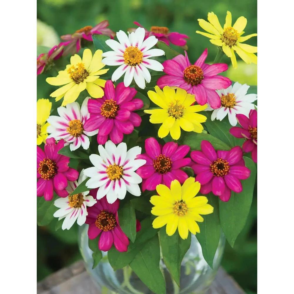 100+ Zahara Raspberry Lemonade Mix Zinnia Seeds | Bright Summer Blooms - $16.50